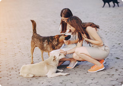 Summer Care Tips for Pets in India