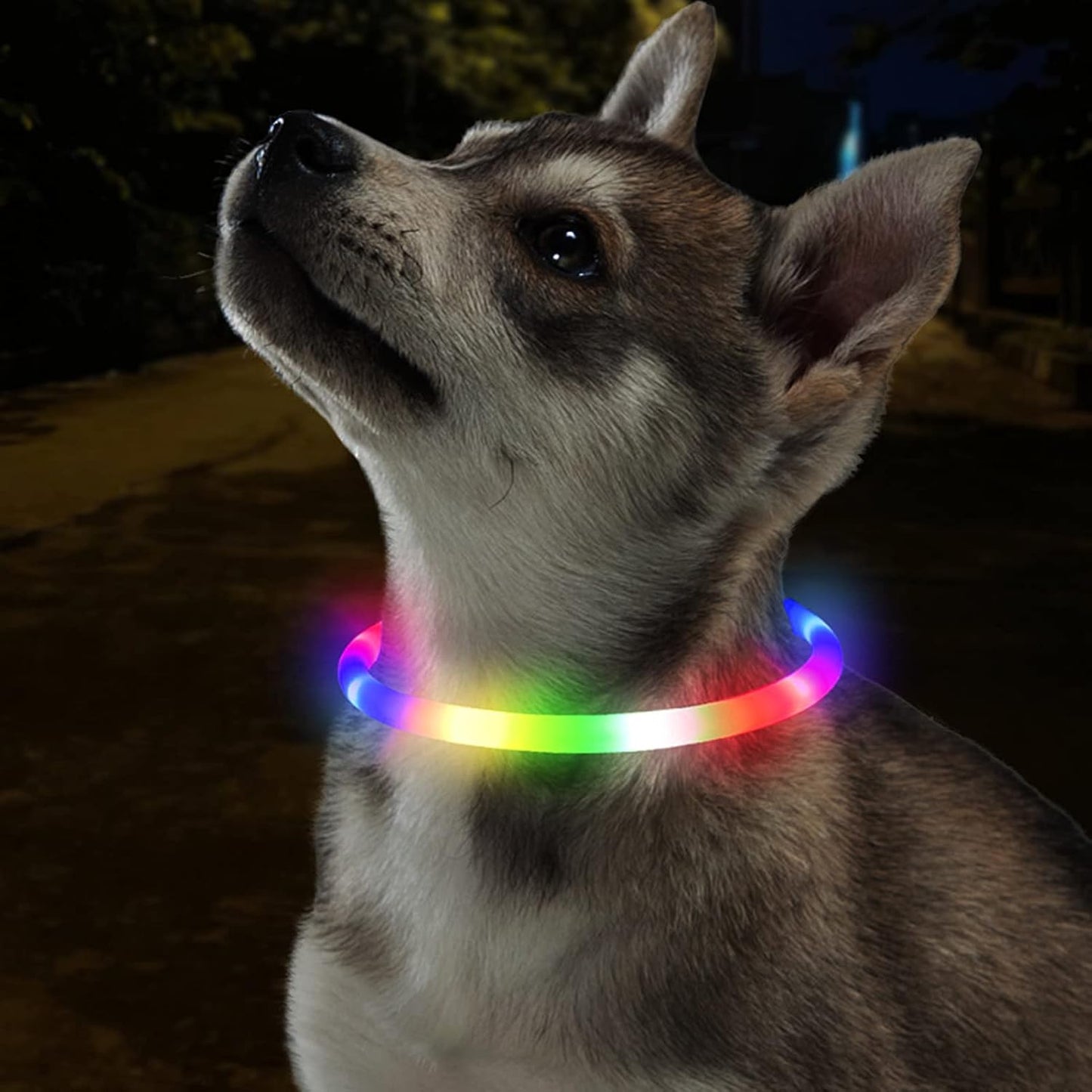 Rechargeable LED Dog Collar (Multi-Color Glow, USB Charging)