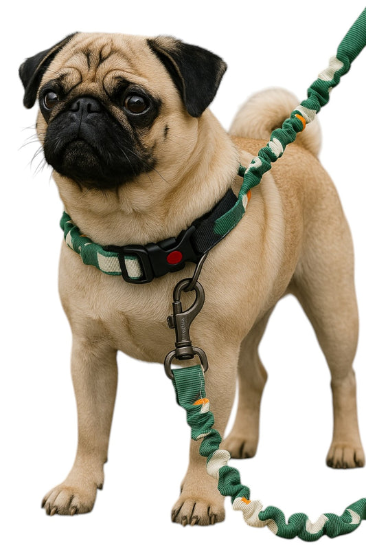 Vibrant Bungee Dog Leash